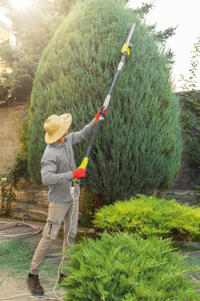 How Our Tree Care Process Works  in  Fallbrook, CA